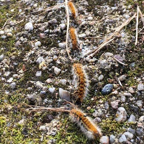 Ces chenilles possédant des poils urticants se déplacent en procession.